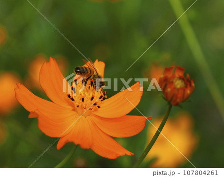 Bee sitting on yellow cosmos 107804261