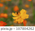 Bee sitting on yellow cosmos 107804262