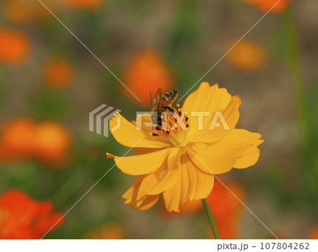 Bee sitting on yellow cosmos Bee sitting on yellow cosmos 107804262