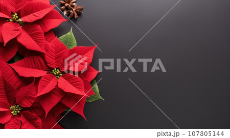 poinsettia flowers with copy space 107805144