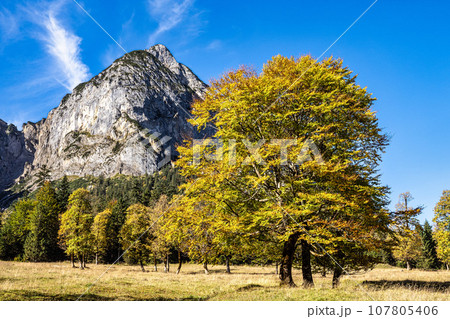 maple trees at Ahornboden, Karwendel mountains, Tyrol, Austria maple trees at Ahornboden, Karwendel mountains, Tyrol, Austria 107805406