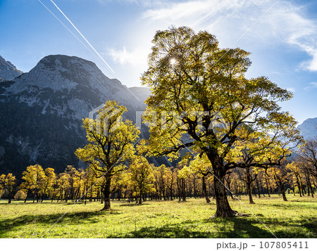 maple trees at Ahornboden, Karwendel mountains, Tyrol, Austria 107805411