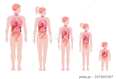 Human body infographic. Cartoon man, woman, boy and newborn baby with anatomy internal organs, brain, heart and lungs location in body flat vector illustration set. Internal organs scheme 107805567