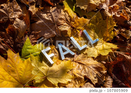 word fall laid with silver metal letters on fallen maple leaves on autumn forest floor word fall laid with silver metal letters on fallen maple leaves on autumn forest floor 107805909
