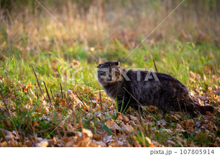 feral domestic dirty shaggy tabby cat on autumn leaves covered ground feral domestic dirty shaggy tabby cat on autumn leaves covered ground 107805914