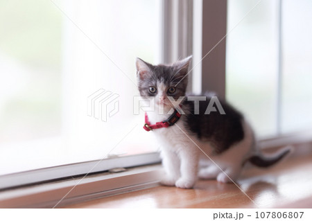 窓辺の子猫 107806807