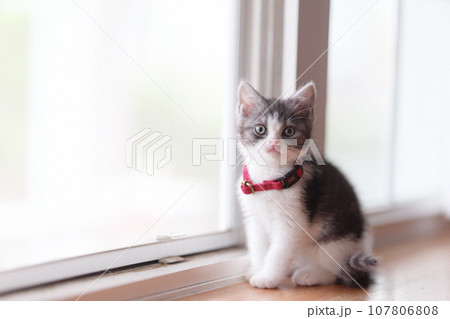 窓辺の子猫 107806808