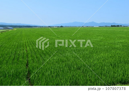 田植え2ヶ月後の水田 田植え2ヶ月後の水田 107807378