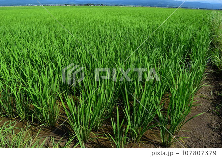 田植え2ヶ月後の水田 田植え2ヶ月後の水田 107807379