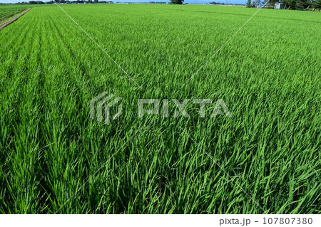 田植え2ヶ月後の水田 107807380
