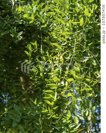 新緑のシダレエンジュ 107807456