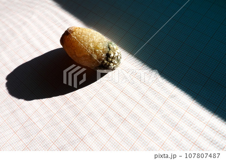 Gallstone disease, cholelithiasis - the formation of stones, stones in the gallbladder, bile ducts. Gallstones. A large gallstone removed from a patient's body, 2.5 cm long. 107807487