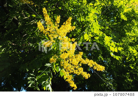 Koelreuteria paniculata is a species of flowering plant in the family Sapindaceae. A tree blooming with yellow flowers. Goldenrain tree, pride of India, China tree and the varnish tree. 107807488