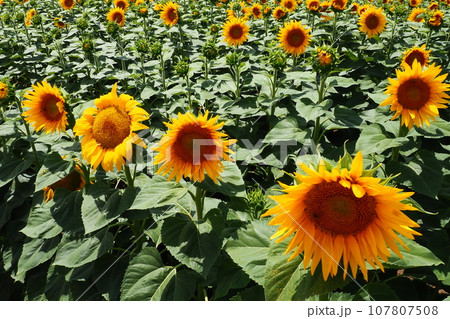 Agricultural sunflowers field. The Helianthus sunflower is a genus of plants in the Asteraceae family. Annual sunflower and tuberous sunflower. Blooming bud with yellow petals. Furry leaves. Serbia. 107807508
