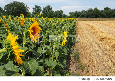 The Helianthus sunflower is a genus of plants in the Asteraceae family. Annual sunflower and tuberous sunflower. Agricultural field. Blooming bud with yellow petals. Furry leaves. Serbia agriculture 107807509