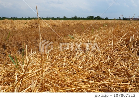 Hay and cake after wheat. Field with dry remains of cereal crops. Agricultural work. Serbia Hay and cake after wheat. Field with dry remains of cereal crops. Agricultural work. Serbia 107807512