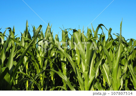 Corn is a tall annual herbaceous plant. Grain crop. Growing corn in the field at golden hour in the evening in the summer. Serbia. The problem of hunger and food. Agriculture. Cornfield and blue sky Corn is a tall annual herbaceous plant. Grain crop. Growing corn in the field at golden hour in the evening in the summer. Serbia. The problem of hunger and food. Agriculture. Cornfield and blue sky 107807514