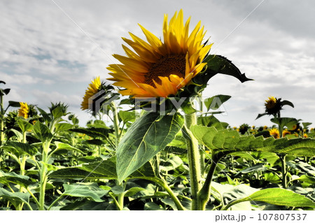 The Helianthus sunflower is a genus of plants in the Asteraceae family. Annual sunflower and tuberous sunflower. Agricultural field. Dramatic stormy sky with clouds. Serbia skyline. Sun and storm. 107807537