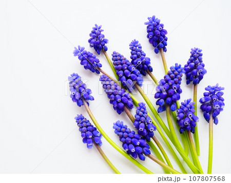 Blue spring flowers on a white background. Muscari armeniacum on a white background. Bright postcard, congratulations. Copy space still life flat lay. Armenian grape hyacinth. 107807568