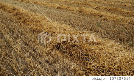 Hay and cake after wheat. Field with dry remains of cereal crops. Agricultural work. Serbia 107807614