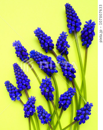Blue spring flowers on a yellow background. Muscari armeniacum on a yellow background. Bright postcard, congratulations. Copy space still life flat lay. Armenian grape hyacinth. 107807633