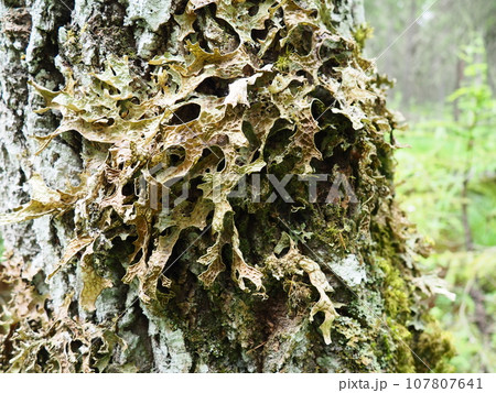 Moss and lichens on the bark of a tree in a spruce taiga forest. Karelia, Orzega. Lobaria Lobaria is a genus of lichenized ascomycetes belonging to the Lobariaceae family. Thallus foliose Moss and lichens on the bark of a tree in a spruce taiga forest. Karelia, Orzega. Lobaria Lobaria is a genus of lichenized ascomycetes belonging to the Lobariaceae family. Thallus foliose 107807641