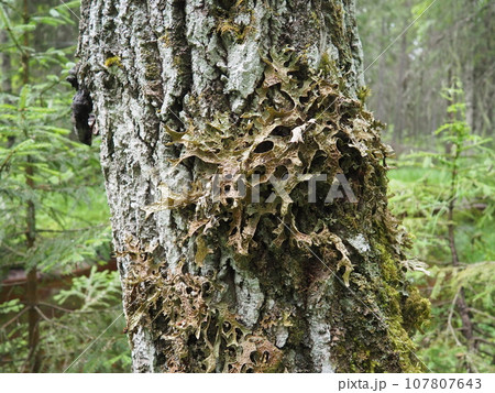 Moss and lichens on the bark of a tree in a spruce taiga forest. Karelia, Orzega. Lobaria Lobaria is a genus of lichenized ascomycetes belonging to the Lobariaceae family. Thallus foliose 107807643