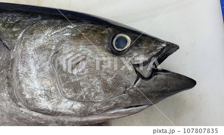 マグロの解体ショー　生魚センター 107807835