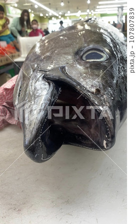 マグロの解体ショー 生魚センター マグロの解体ショー 生魚センター 107807839