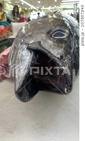 マグロの解体ショー　生魚センター 107807840