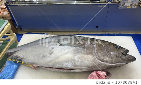 マグロの解体ショー　生魚センター 107807841