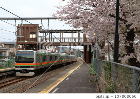 金子駅の桜並木と八高線E231系電車 107808060
