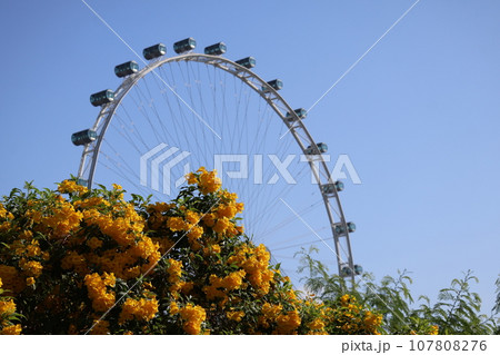 青空とシンガポールフライヤーという観覧車をぼかして黄色の花びらのテコマの花と緑の葉の花木のある風景 107808276
