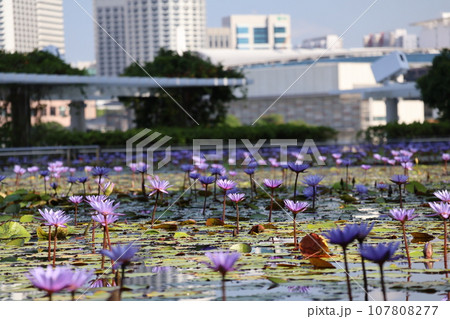 緑の葉と紫の花びらのスイレンの花が満開に咲く池にピントを合わせ高層ビルの都会の街と青空をぼかした風景 107808277