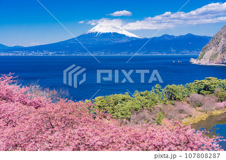 （静岡県）河津桜咲く西伊豆井田・海越しの富士山 107808287