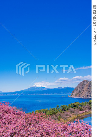 (静岡県)河津桜咲く西伊豆井田・海越しの富士山 (静岡県)河津桜咲く西伊豆井田・海越しの富士山 107808289