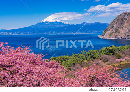 （静岡県）河津桜咲く西伊豆井田・海越しの富士山 107808291