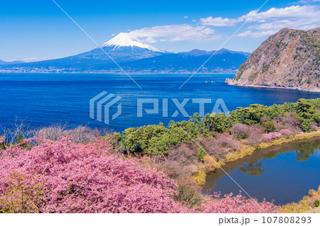 （静岡県）河津桜咲く西伊豆井田・海越しの富士山 107808293