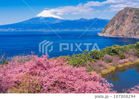 （静岡県）河津桜咲く西伊豆井田・海越しの富士山 107808294