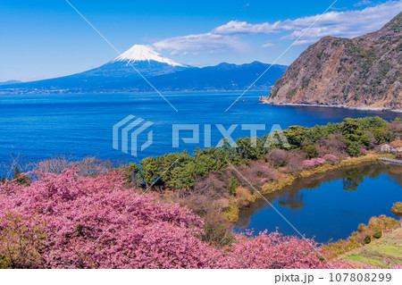 （静岡県）河津桜咲く西伊豆井田・海越しの富士山 107808299