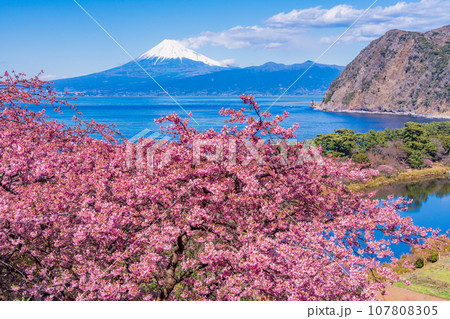 （静岡県）河津桜咲く西伊豆井田・海越しの富士山 107808305