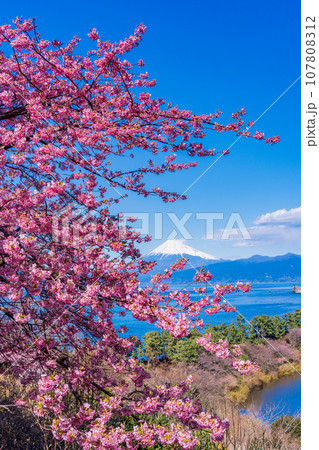 (静岡県)河津桜咲く西伊豆井田・海越しの富士山 (静岡県)河津桜咲く西伊豆井田・海越しの富士山 107808312