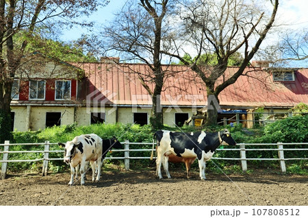 服部牧場のホルスタイン 服部牧場のホルスタイン 107808512