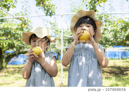秋に梨狩りを楽しむ女の子 107808656