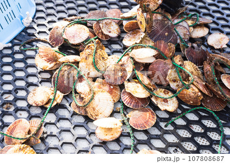 三陸の大事に育てられた美味しいホタテ 107808687