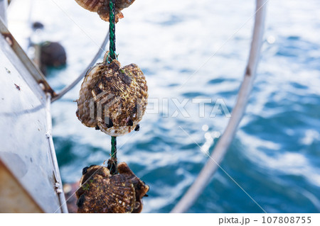 三陸の大事に育てられた美味しいホタテ 三陸の大事に育てられた美味しいホタテ 107808755
