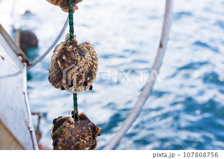 三陸の大事に育てられた美味しいホタテ 107808756