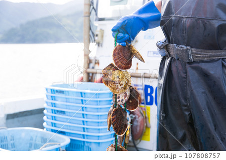 三陸の大事に育てられた美味しいホタテ 107808757