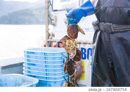 三陸の大事に育てられた美味しいホタテ 107808758