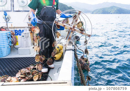 三陸の大事に育てられた美味しいホタテ 三陸の大事に育てられた美味しいホタテ 107808759